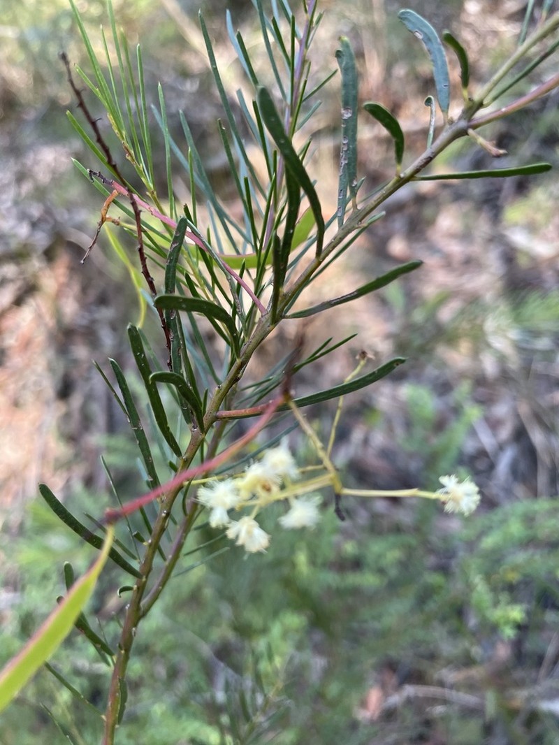 Acacia linifolia photo 5
