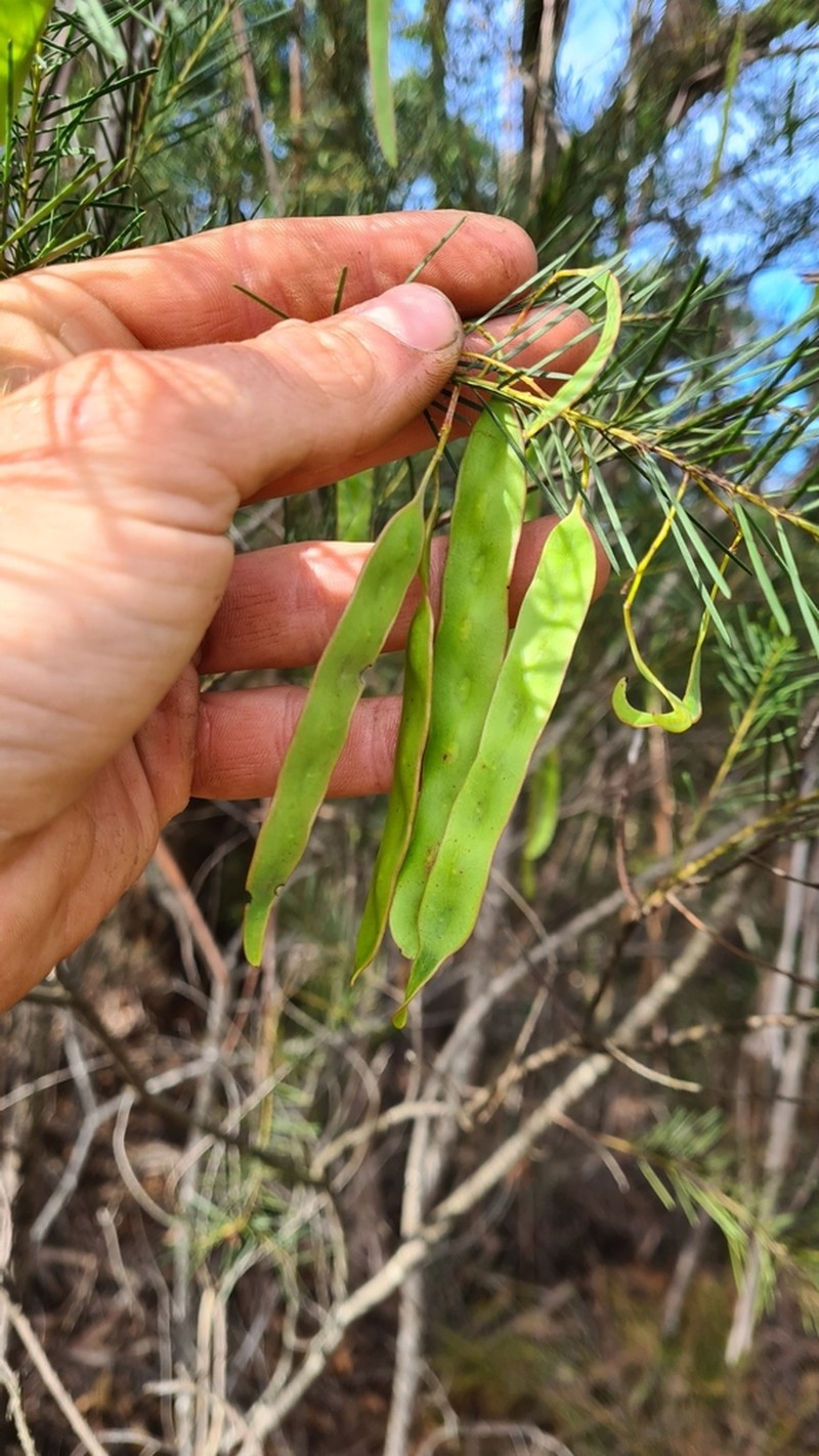 Acacia linifolia photo 6