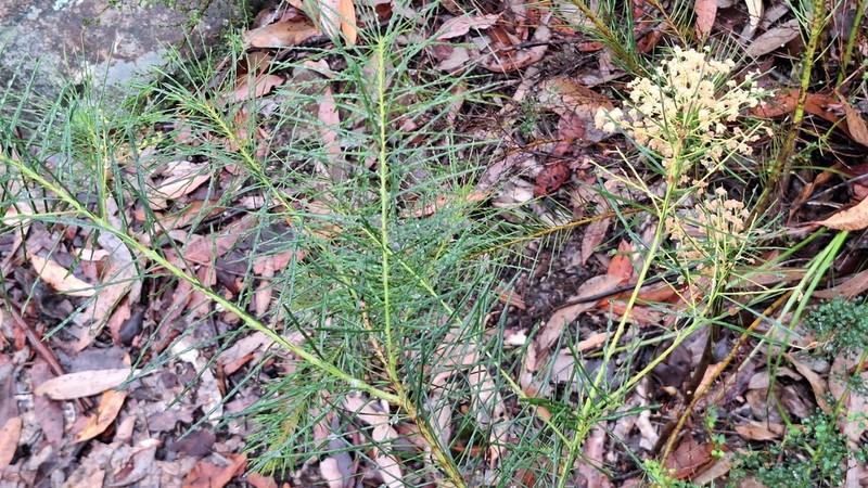 Acacia linifolia photo 7