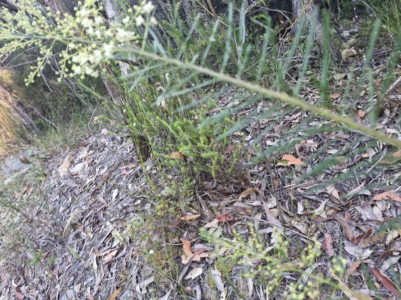 Acacia linifolia photo 8