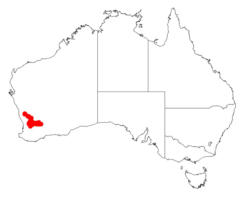 Acacia lirellata