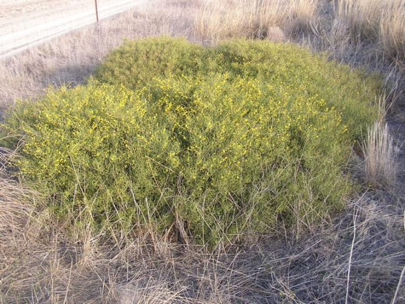 Acacia lirellata subsp. compressa