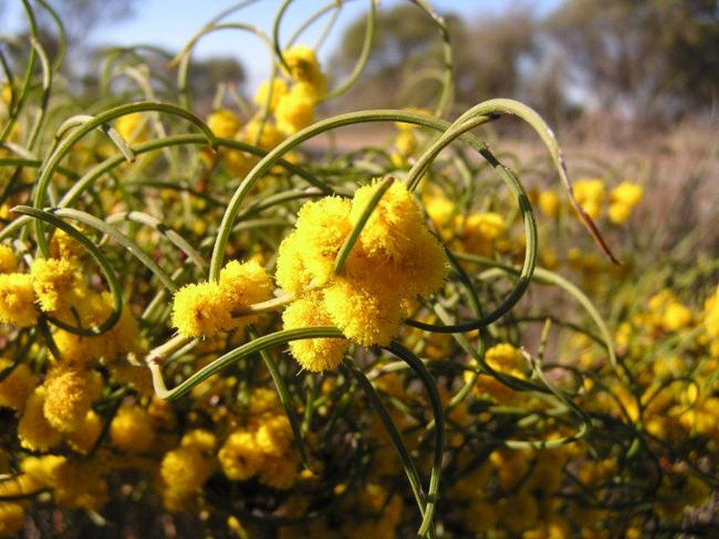 Acacia lirellata subsp. lirellata