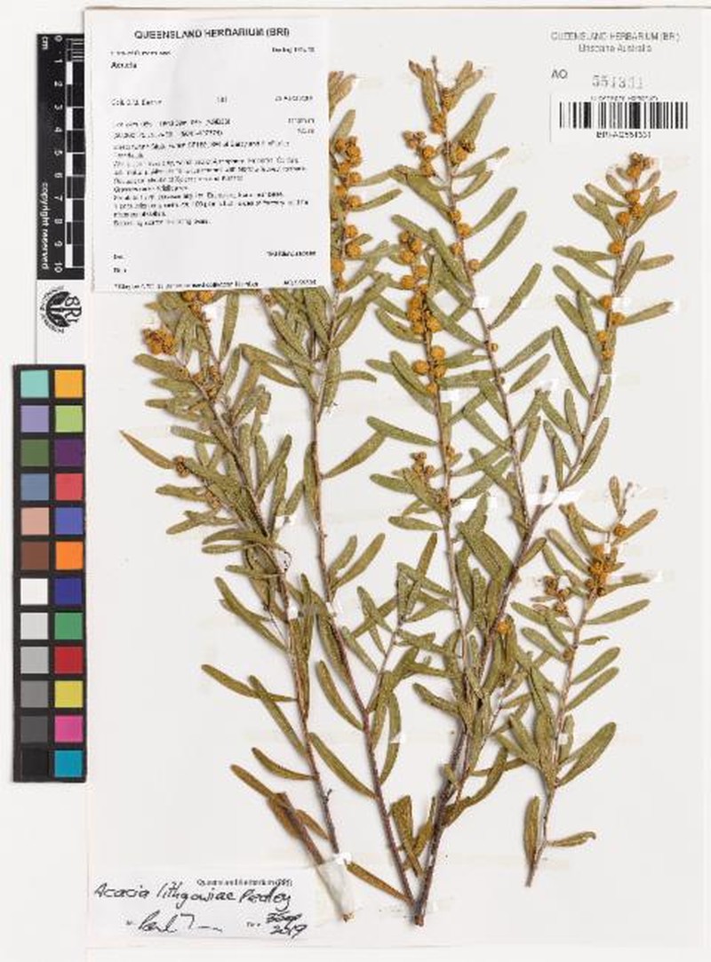 Acacia lithgowiae