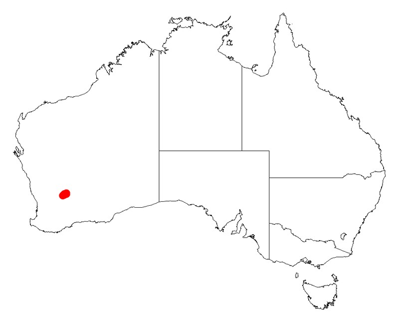 Acacia lobulata