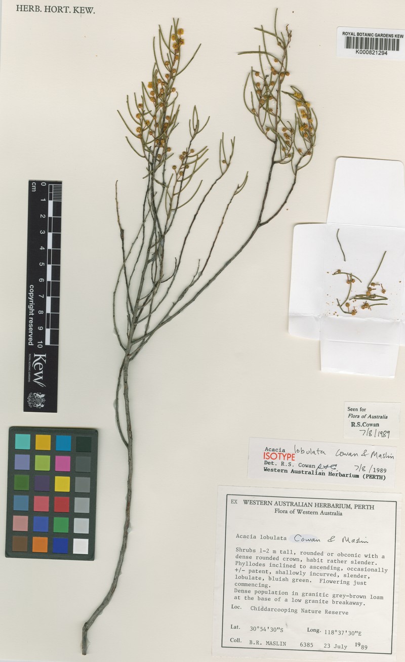 Acacia lobulata photo 2
