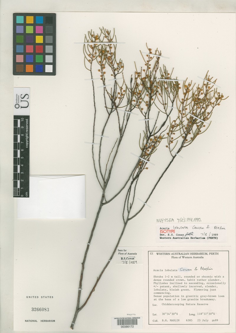 Acacia lobulata photo 3