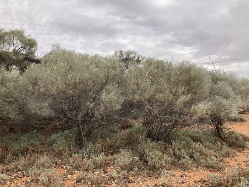 Acacia loderi photo 2