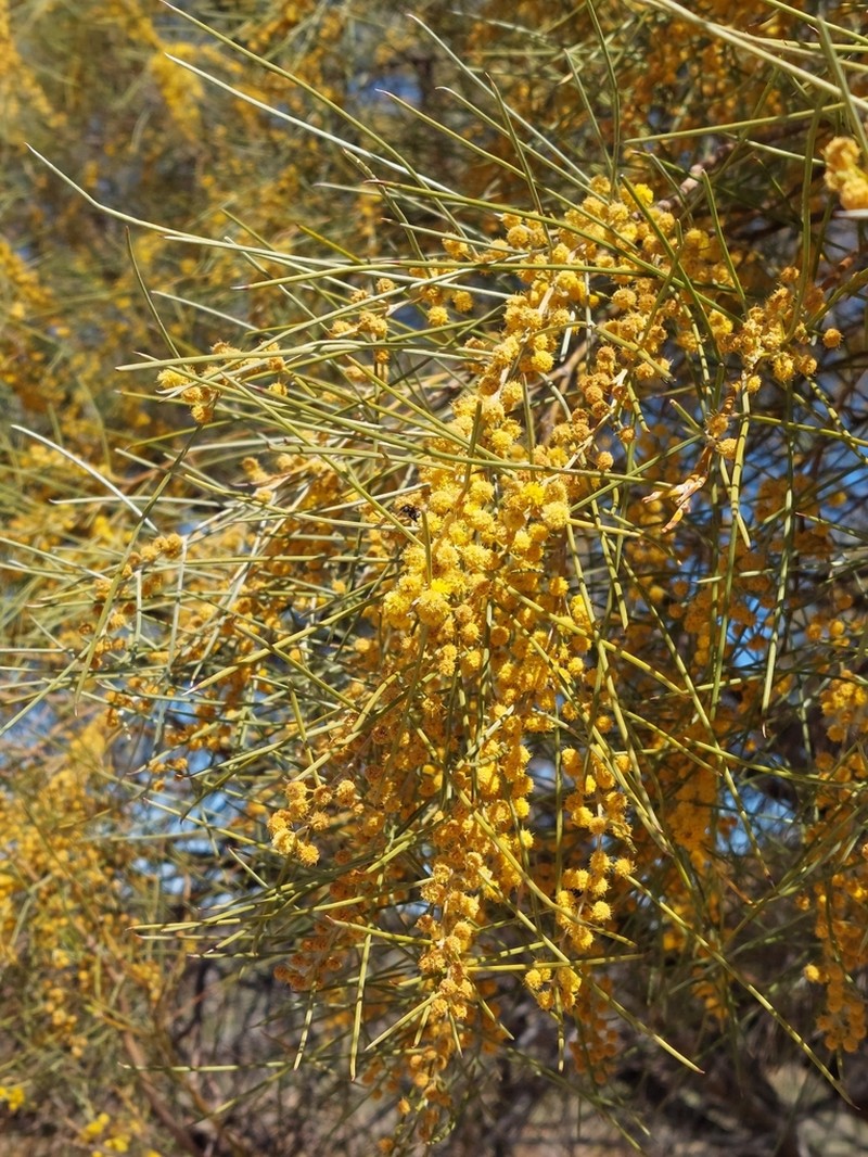 Acacia loderi photo 3