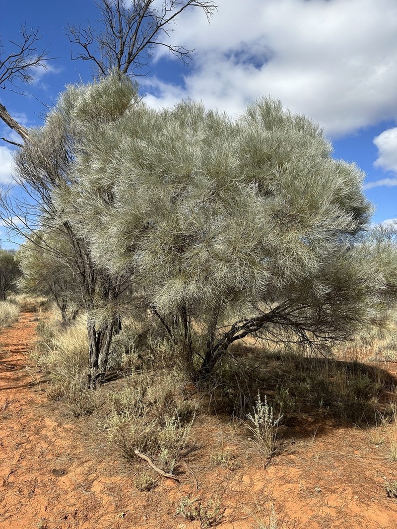 Acacia loderi photo 4