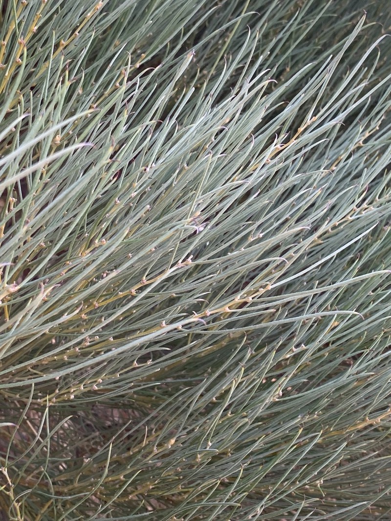Acacia loderi photo 5