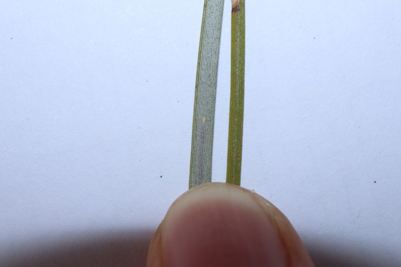 Acacia loderi photo 6
