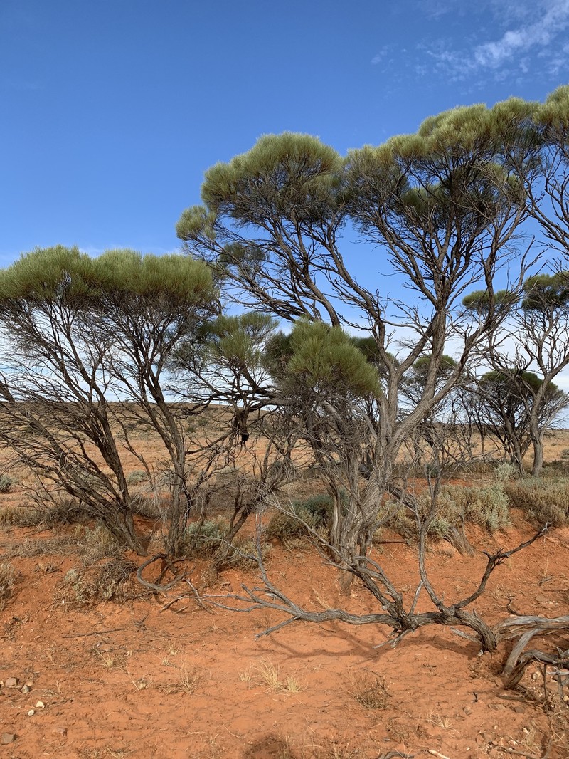 Acacia loderi photo 7