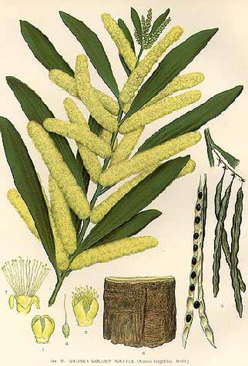 Sydney Golden Wattle photo 2