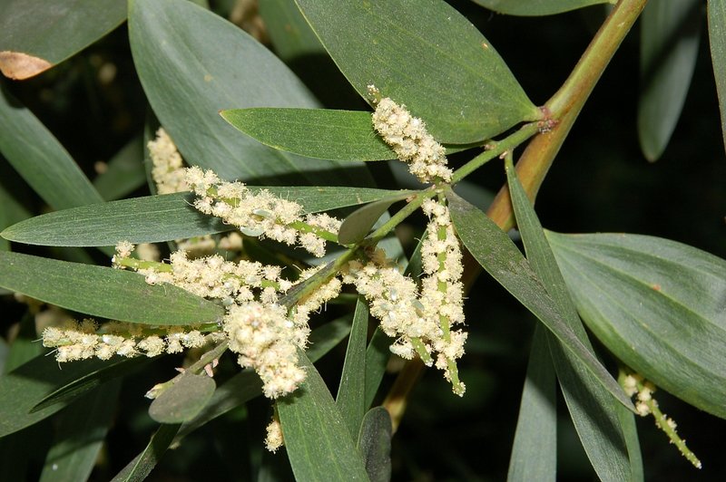 Sydney Golden Wattle photo 2