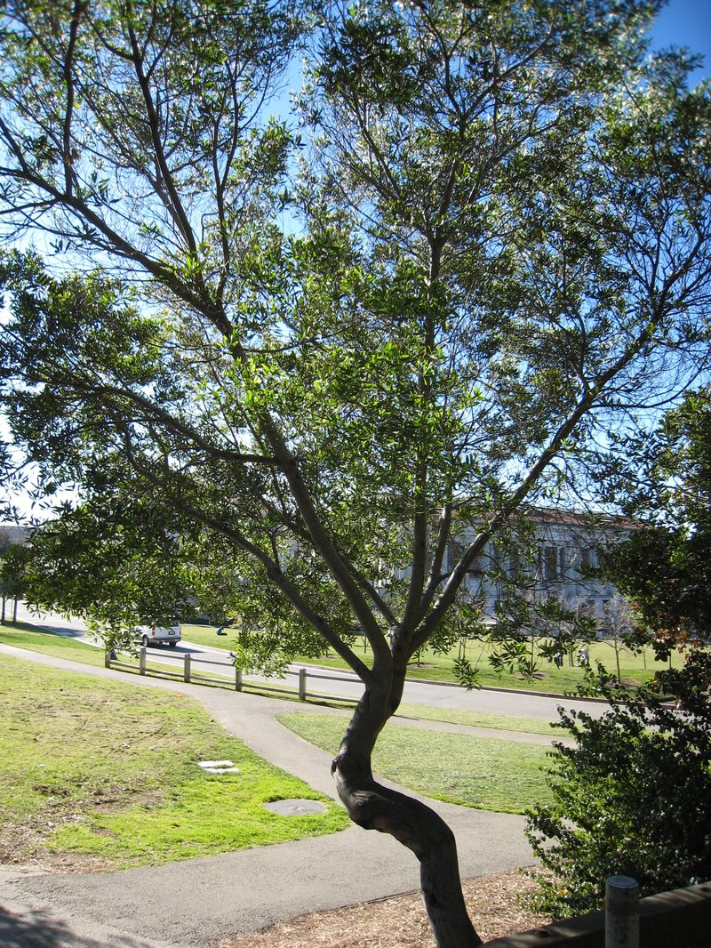 Sydney Golden Wattle photo 4
