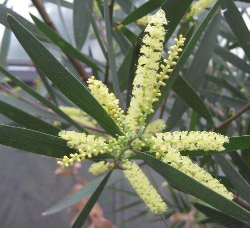 Sydney Golden Wattle photo 5