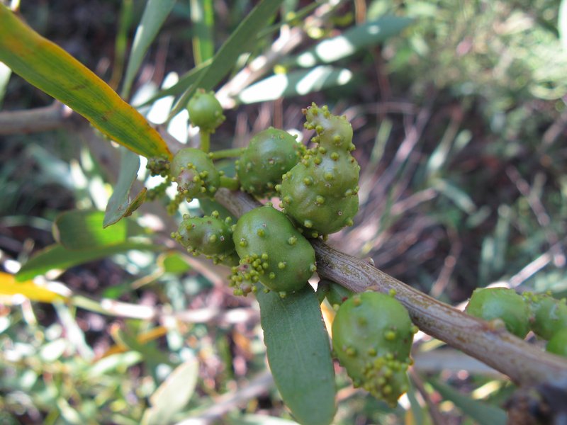 Sydney Golden Wattle photo 7