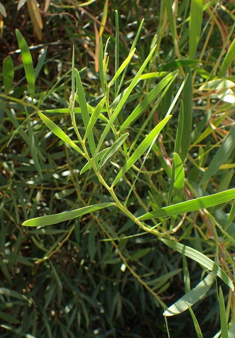 Sydney Golden Wattle photo 8