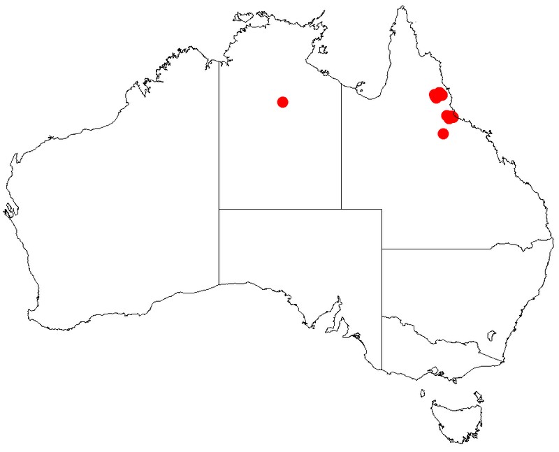 Acacia longipedunculata