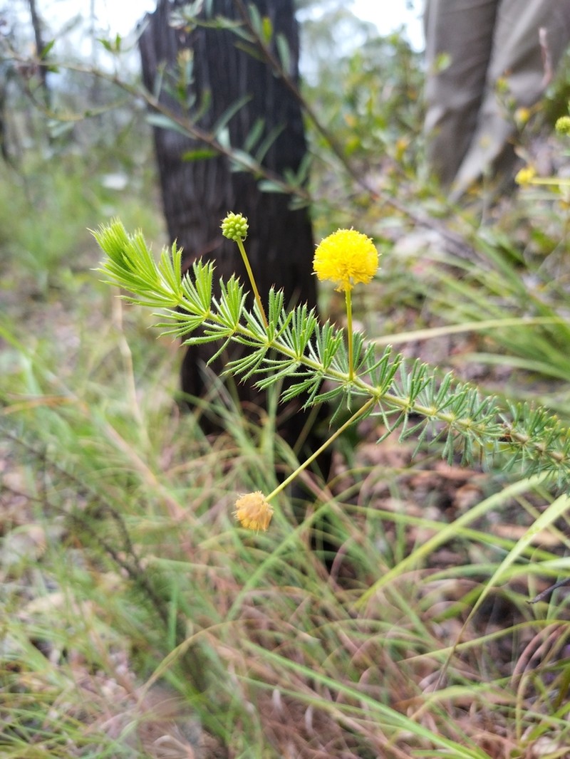 Acacia longipedunculata photo 3