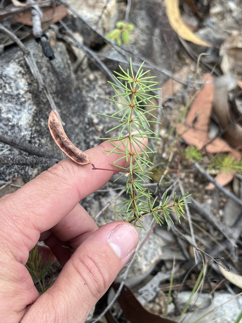 Acacia longipedunculata photo 4