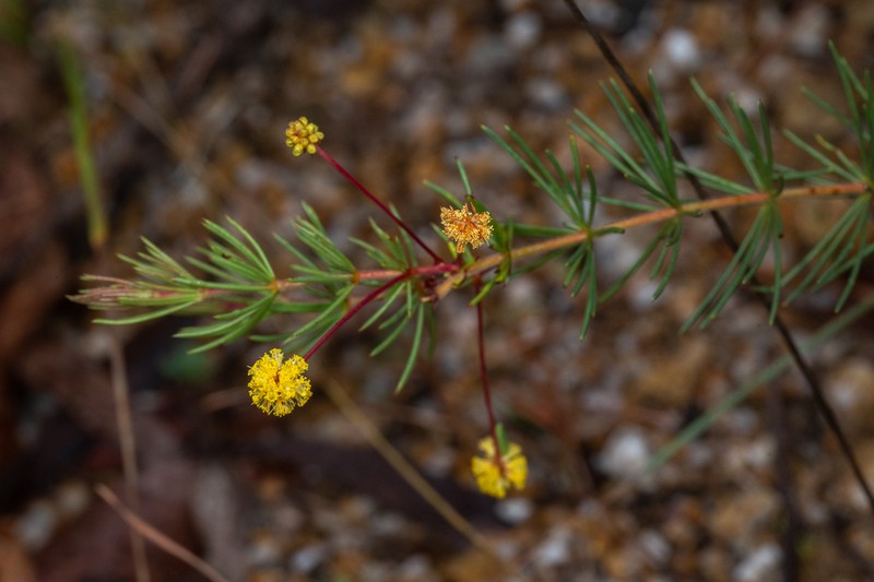 Acacia longipedunculata photo 5