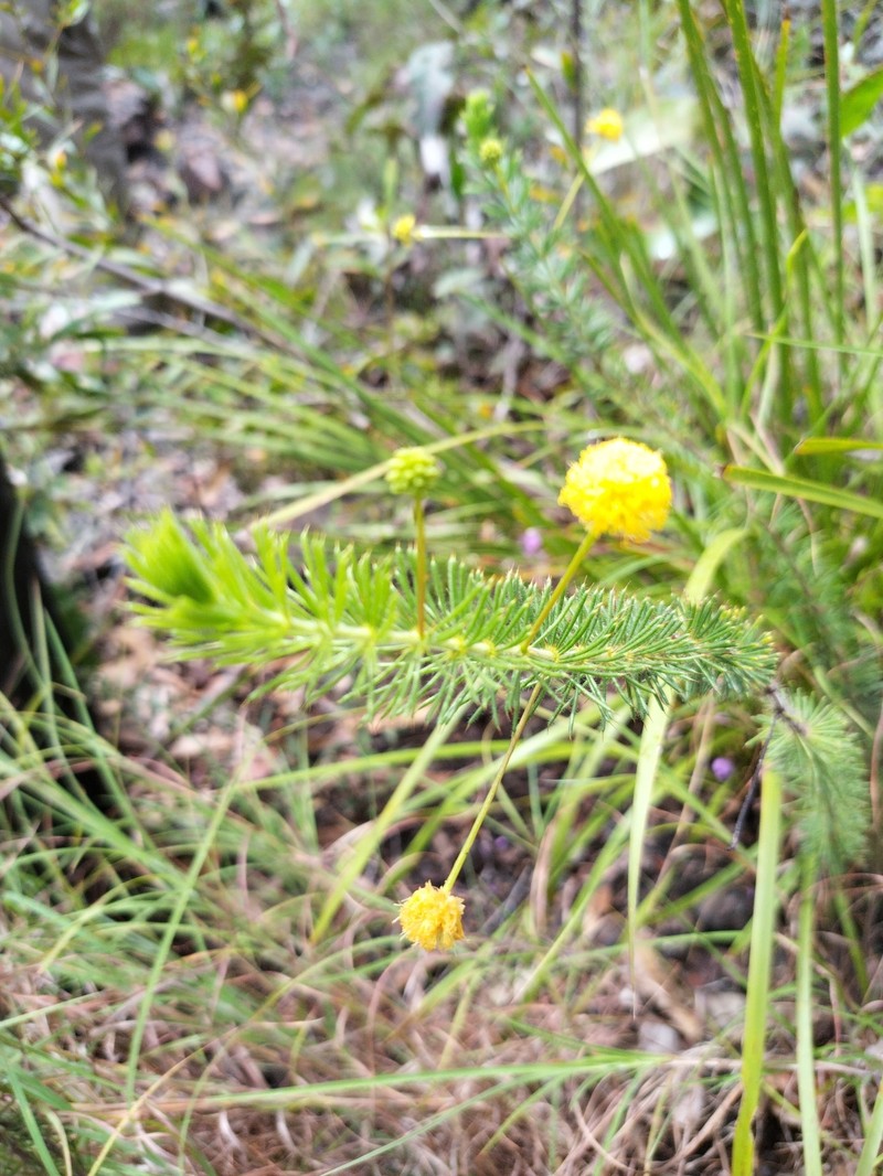 Acacia longipedunculata photo 6