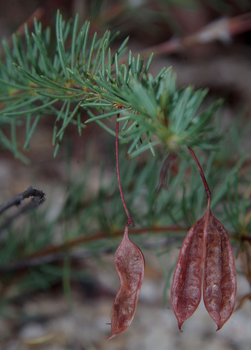 Acacia longipedunculata photo 8