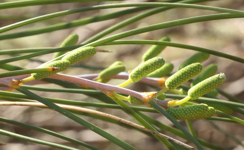 Acacia longiphyllodinea photo 2