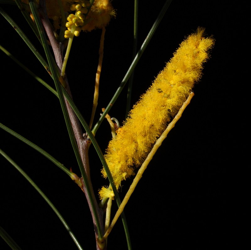 Acacia longiphyllodinea photo 4