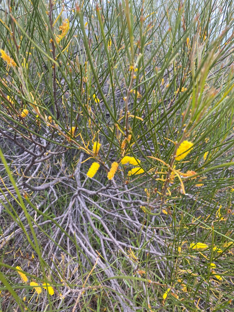 Acacia longiphyllodinea photo 5