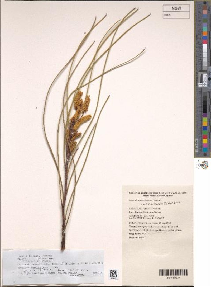 Acacia longiphyllodinea photo 7