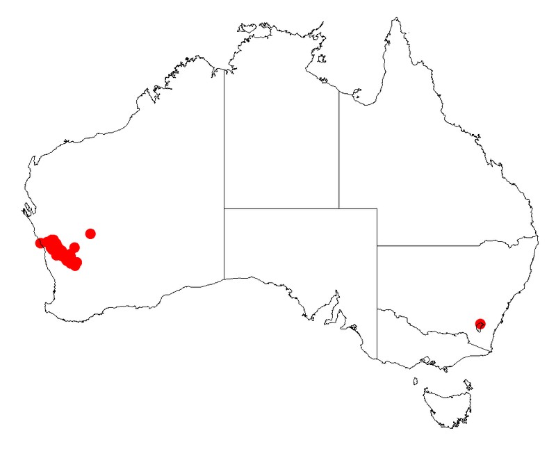 Acacia longiphyllodinea