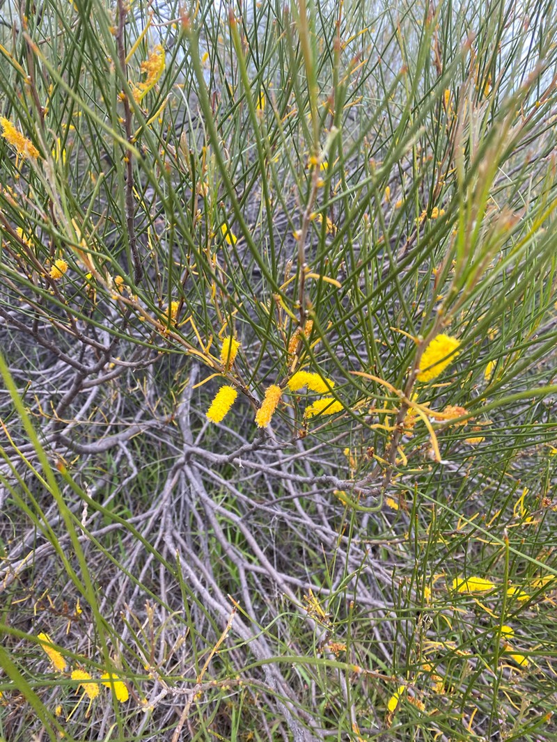 Acacia longiphyllodinea photo 2