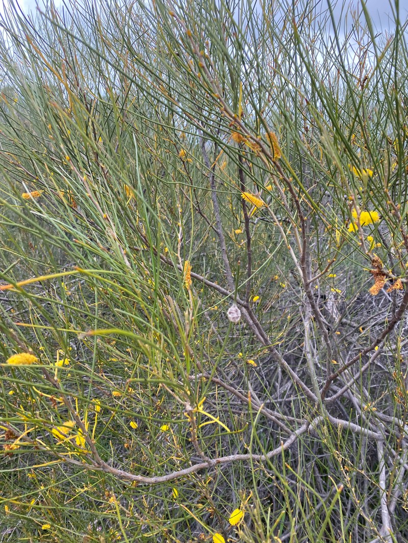 Acacia longiphyllodinea photo 3