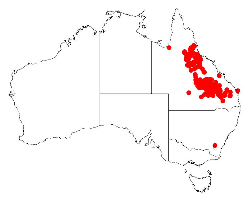 Acacia longispicata
