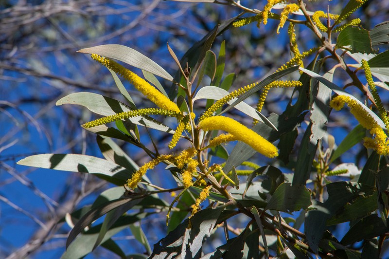 Acacia longispicata photo 2