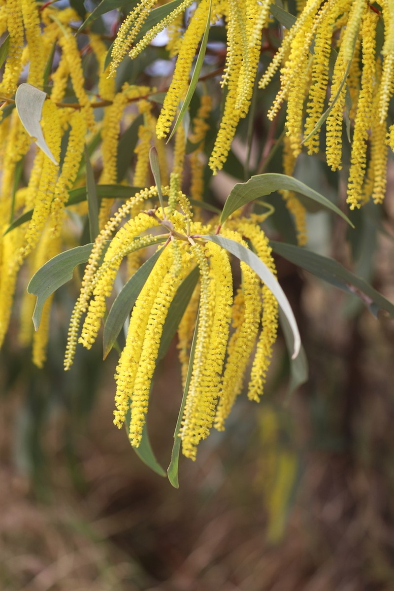 Acacia longispicata photo 3