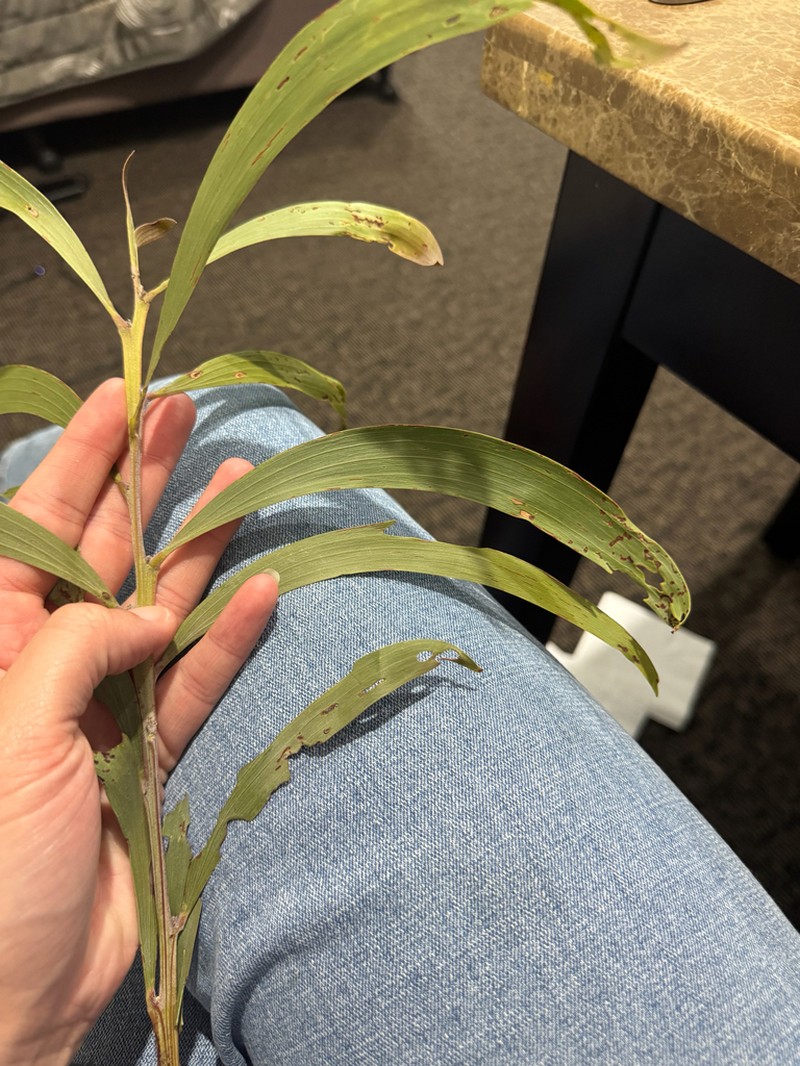 Acacia longispicata photo 4