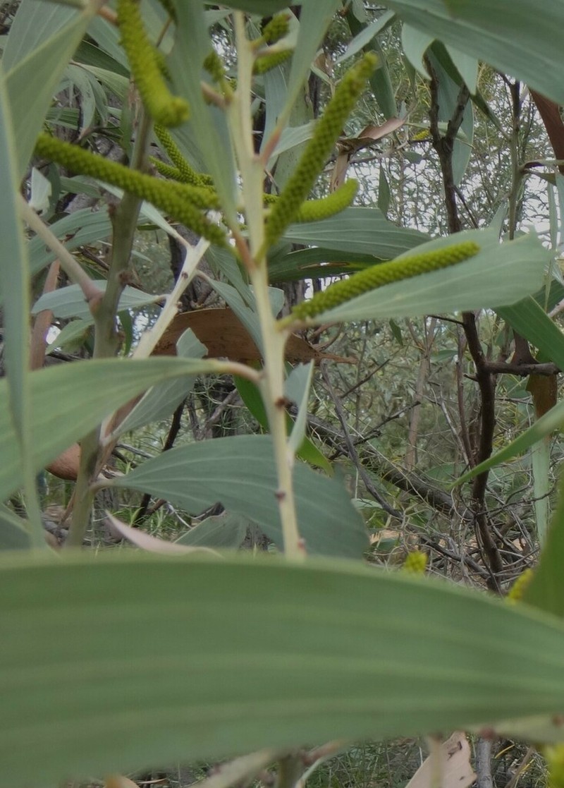Acacia longispicata photo 5