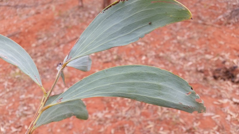 Acacia longispicata photo 7