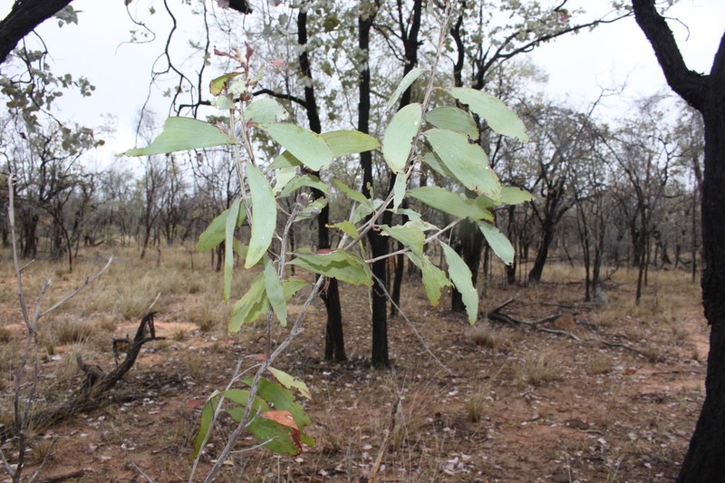 Acacia longispicata photo 8
