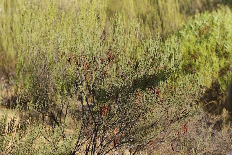 Acacia longispinea photo 2