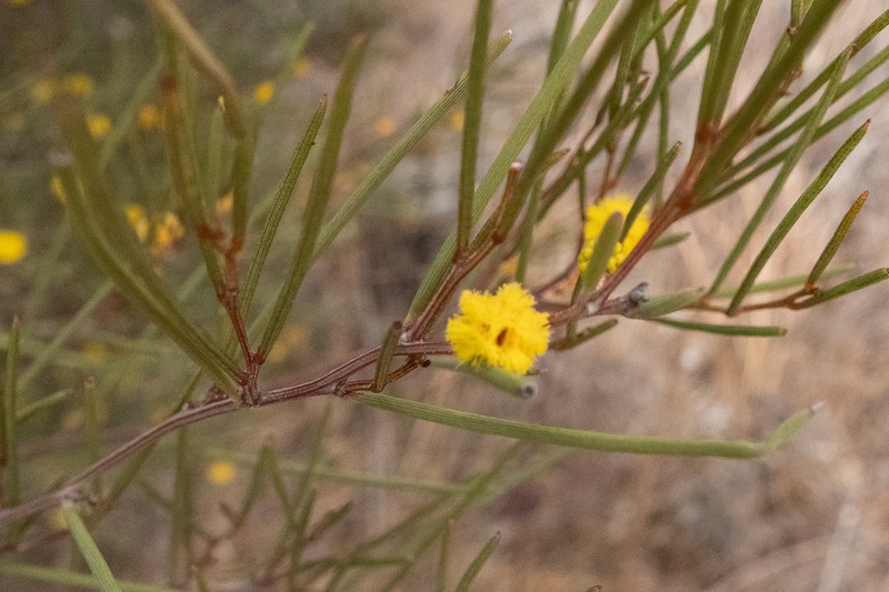 Acacia longispinea photo 3