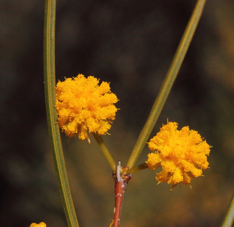 Acacia longispinea photo 6