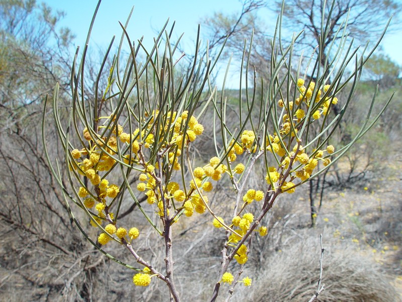 Acacia longispinea photo 7