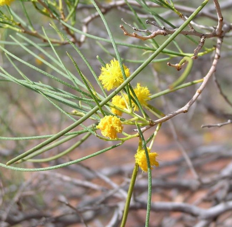 Acacia longispinea photo 8