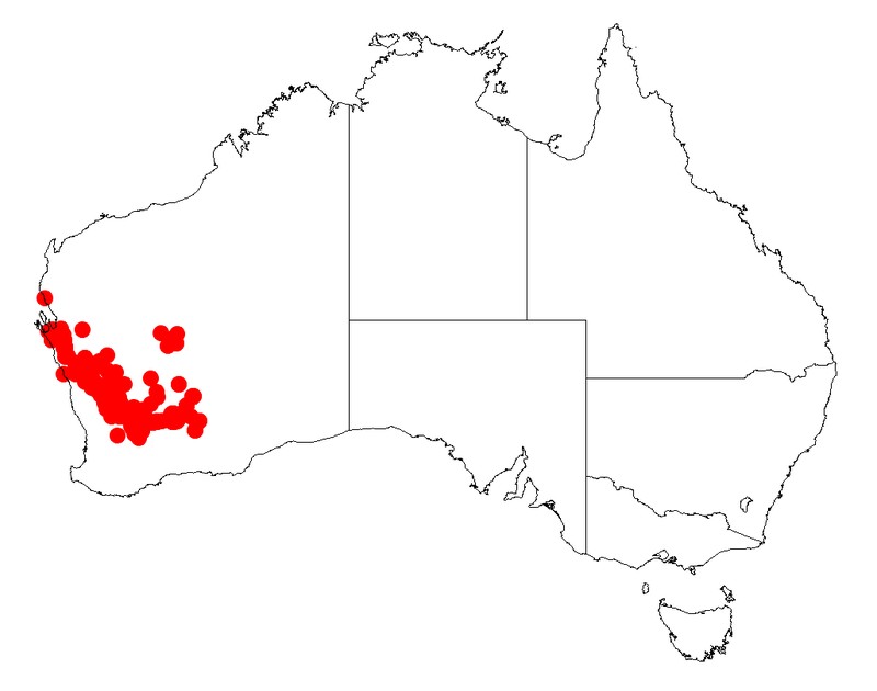 Acacia longispinea