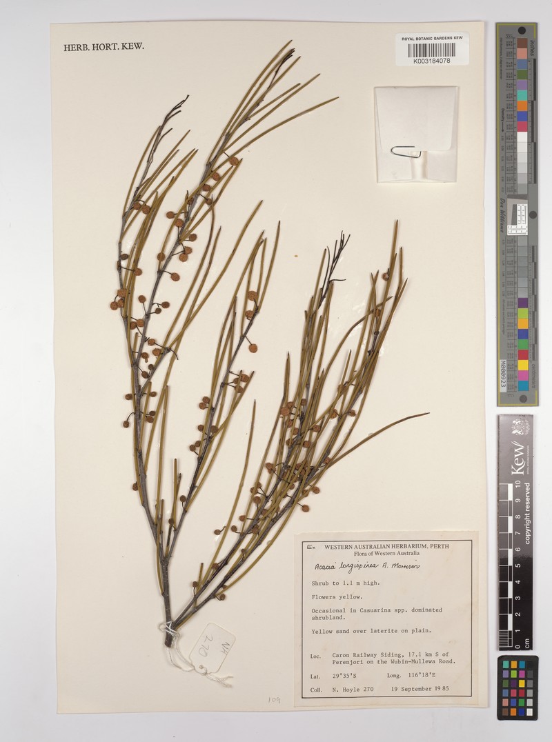 Acacia longispinea photo 2